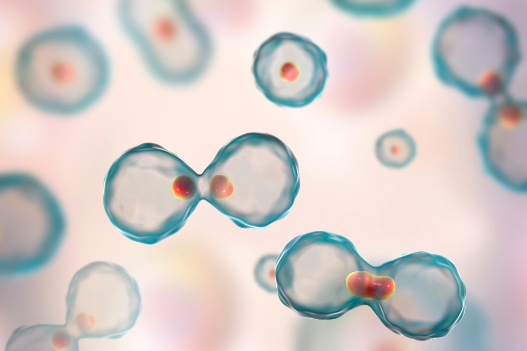 Cell biology imagery — the visual register of the Sutura site